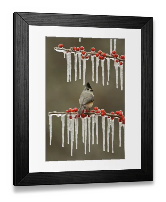 Framed Print : Black-crested Titmouse (Baeolophus bicolor), adult perched on icy branch of Possum Haw Holly