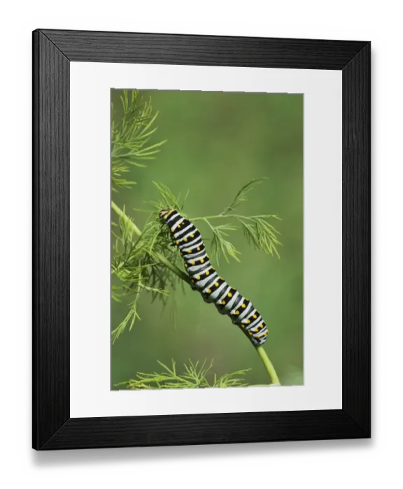 Framed Print : Black Swallowtail (Papilio polyxenes), caterpillar eating on fennel host plant (Foeniculum vulgare) Framed Print : Black Swallowtail (Papilio polyxenes), caterpillar eating on fennel host plant (Foeniculum vulgare)