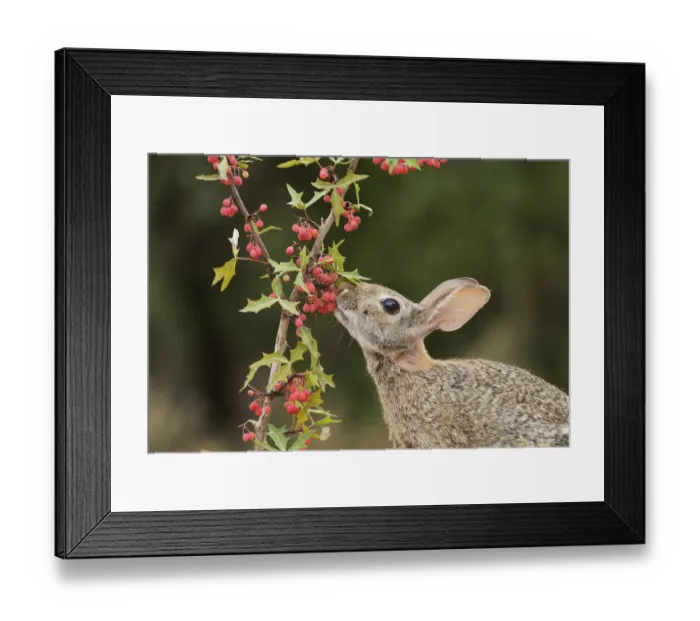 Framed Print : Eastern Cottontail (Sylvilagus floridanus), adult eating Agarita (Berberis trifoliolata) berries Framed Print : Eastern Cottontail (Sylvilagus floridanus), adult eating Agarita (Berberis trifoliolata) berries