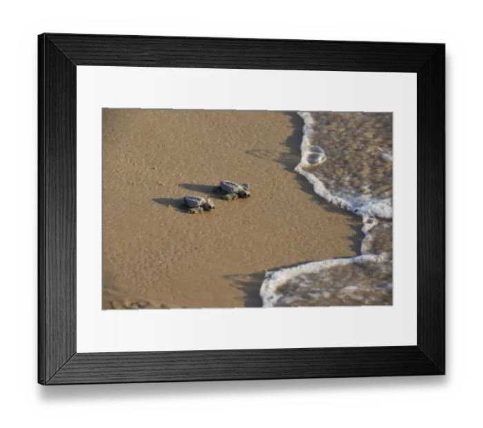 Framed Print : Kemps ridley sea turtle (Lepidochelys kempii), baby turtles walking towards surf Framed Print : Kemps ridley sea turtle (Lepidochelys kempii), baby turtles walking towards surf
