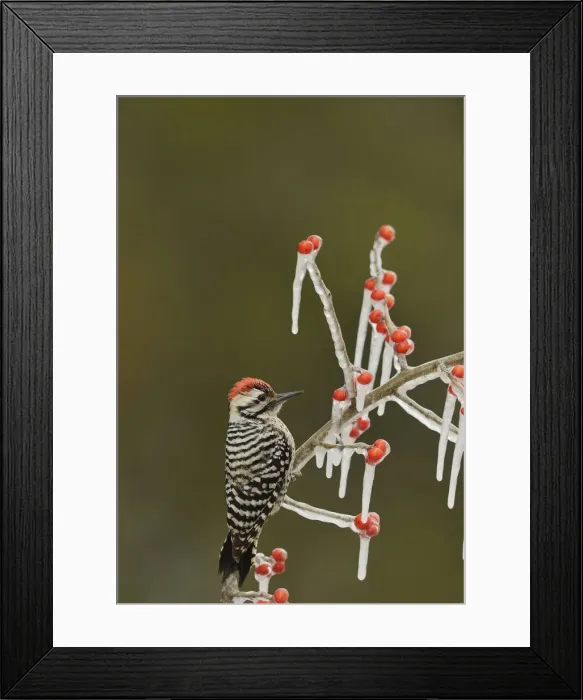 Framed Print : Ladder-backed Woodpecker (Picoides scalaris), adult male perched on icy branch of Possum Haw Holly Framed Print : Ladder-backed Woodpecker (Picoides scalaris), adult male perched on icy branch of Possum Haw Holly