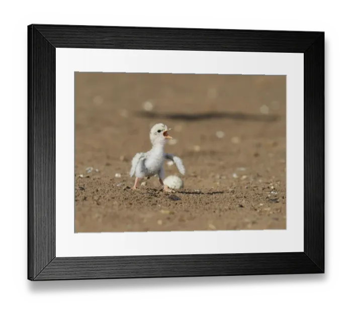 Framed Print : Least Tern (Sterna antillarum), young tern calling, Port Isabel, Laguna Madre, South Padre Island Framed Print : Least Tern (Sterna antillarum), young tern calling, Port Isabel, Laguna Madre, South Padre Island