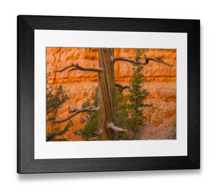 Framed Print : USA, Utah, Red Canyon. Rock formation and dead ponderosa pine tree Framed Print : USA, Utah, Red Canyon. Rock formation and dead ponderosa pine tree