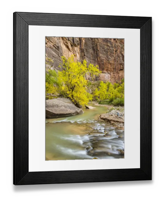 Framed Print : USA, Utah, Zion National Park. Virgin River and fall cottonwood trees. Credit as