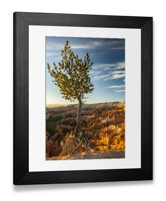 Framed Print : USA, Utah, Bryce Canyon National Park. Sunrise on ponderosa pine and canyon. Credit as Framed Print : USA, Utah, Bryce Canyon National Park. Sunrise on ponderosa pine and canyon. Credit as