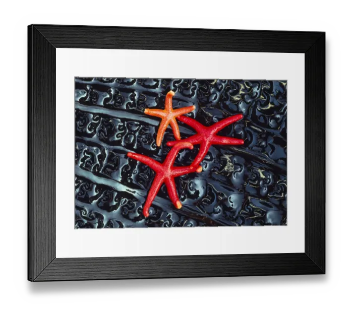 Framed Print : Starfish on kelp, Washington, USA