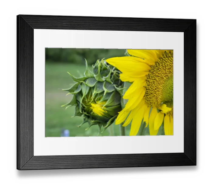 Framed Print : Sunflower, Vermont, USA Framed Print : Sunflower, Vermont, USA