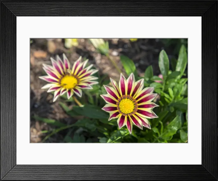 Framed Print : Flower garden, Ludlow, Vermont, USA Framed Print : Flower garden, Ludlow, Vermont, USA