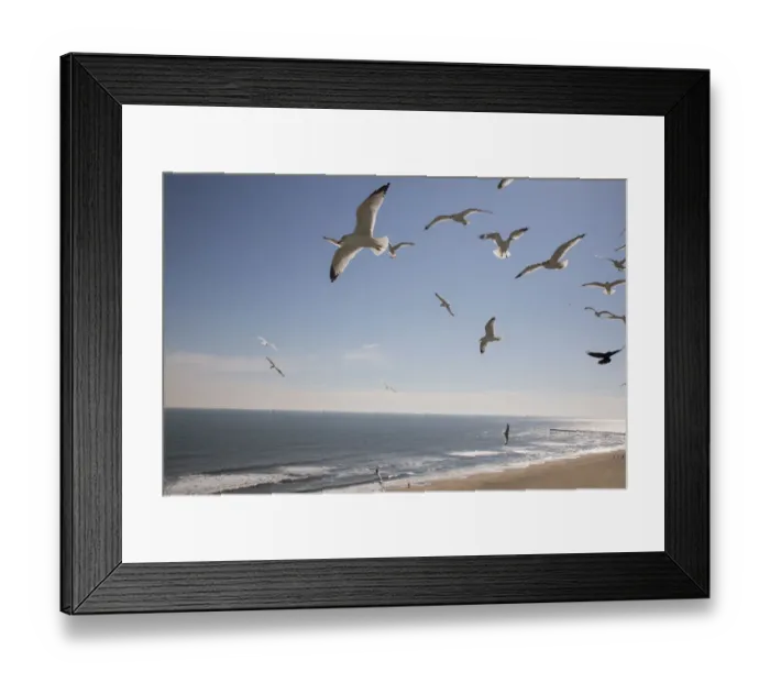 Framed Print : Virginia Beach, Virginia. Flock of Seagulls Fly over a Beach