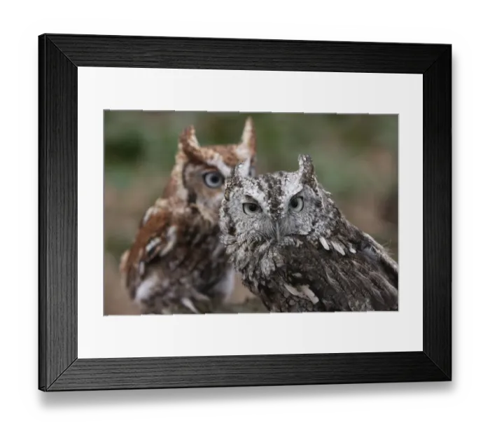 Framed Print : Vienna, Virginia. Pair of Eastern Screech Owls Framed Print : Vienna, Virginia. Pair of Eastern Screech Owls