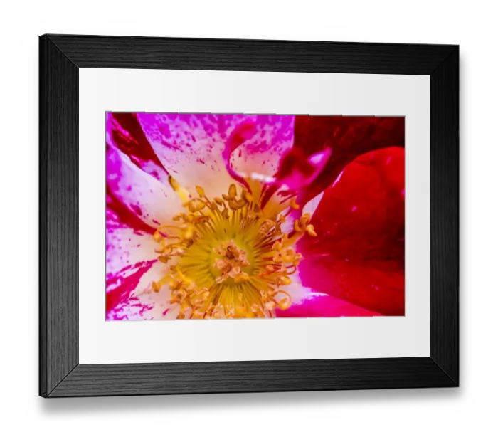 Framed Print : Vienna, Virginia, Yellow, magenta, red, and white petals of a wild rose Framed Print : Vienna, Virginia, Yellow, magenta, red, and white petals of a wild rose