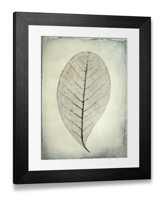 Framed Print : USA, Washington, Seabeck. Skeletonized leaf close-up Framed Print : USA, Washington, Seabeck. Skeletonized leaf close-up