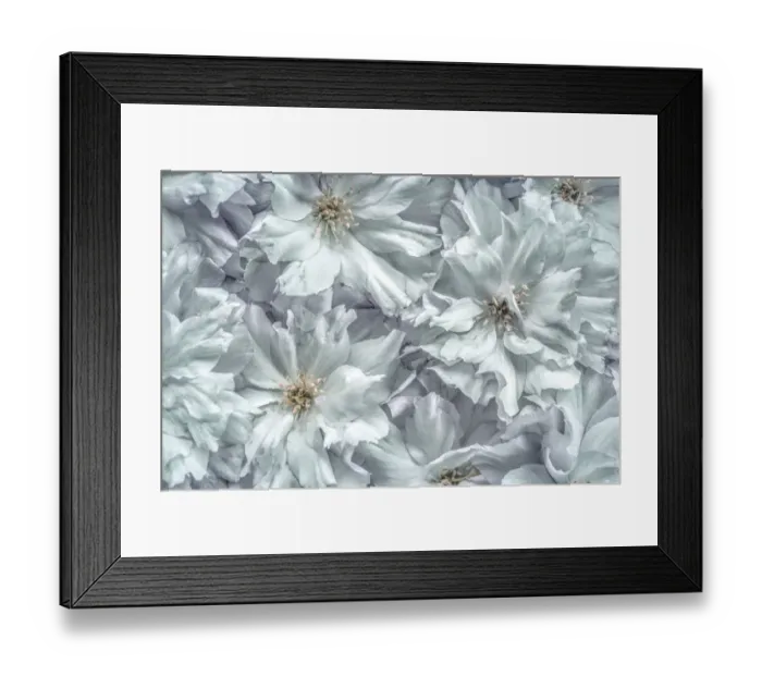 Framed Print : USA, Washington, Seabeck. Cherry blossoms abstract Framed Print : USA, Washington, Seabeck. Cherry blossoms abstract