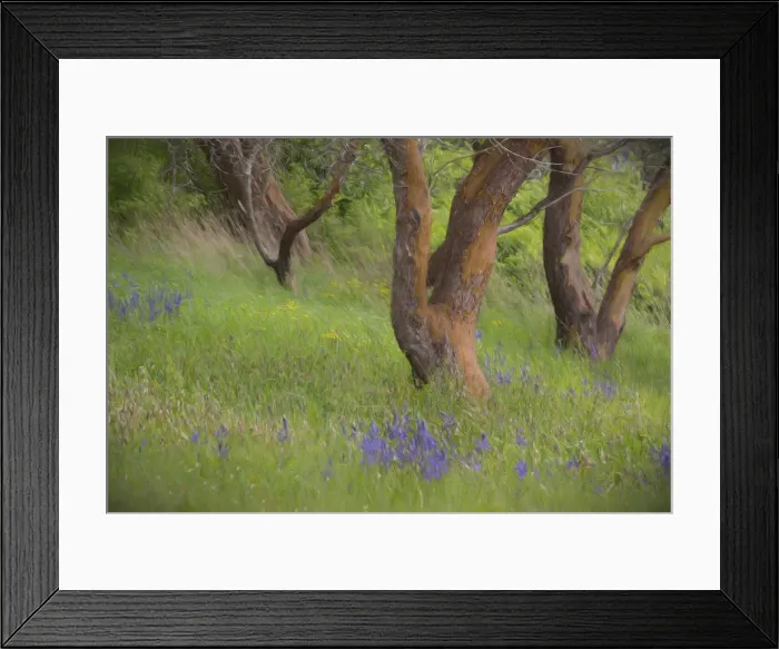 Framed Print : USA, Washington, San Juan Islands. Scenic on Yellow Island Nature Preserve. Credit as Framed Print : USA, Washington, San Juan Islands. Scenic on Yellow Island Nature Preserve. Credit as
