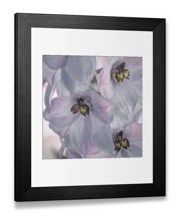 Framed Print : USA, Washington, Seabeck. Delphinium blossoms close-up