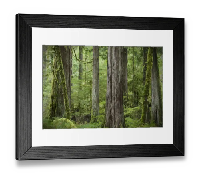 Framed Print : USA, Washington, Olympic National Park. Abstract of old growth forest. Credit as Framed Print : USA, Washington, Olympic National Park. Abstract of old growth forest. Credit as