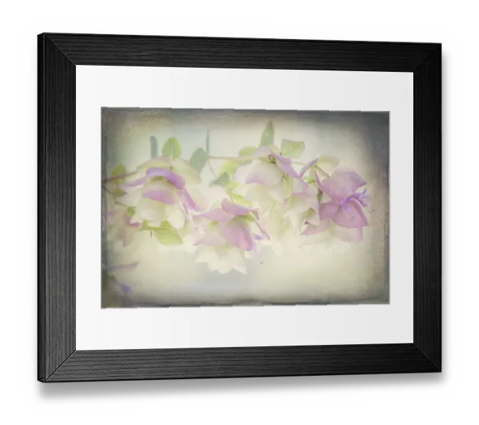 Framed Print : USA, Washington, Seabeck. Ornamental oregano flowers Framed Print : USA, Washington, Seabeck. Ornamental oregano flowers