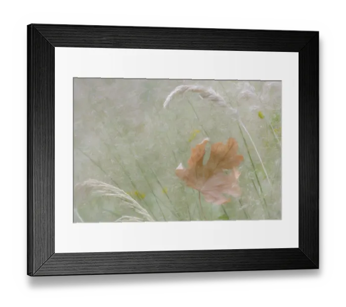 Framed Print : USA, Washington, Seabeck. Grassy meadow and maple leaf Framed Print : USA, Washington, Seabeck. Grassy meadow and maple leaf