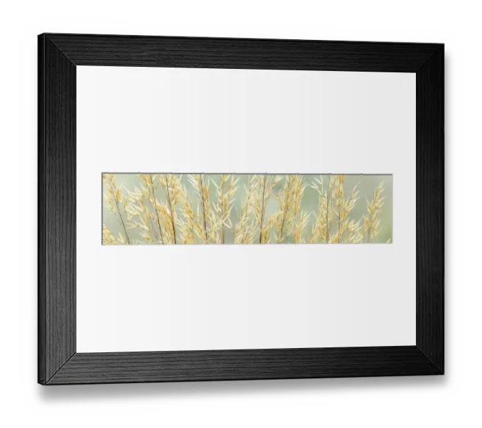 Framed Print : USA, Washington, Seabeck. Seed heads of giant feather grass