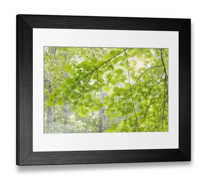 Framed Print : USA, Washington, Seabeck. Big leaf maple leaves