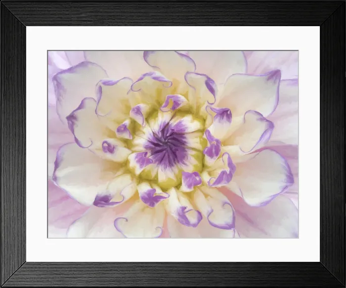 Framed Print : USA, Washington, Seabeck. Dahlia blossom close-up Framed Print : USA, Washington, Seabeck. Dahlia blossom close-up