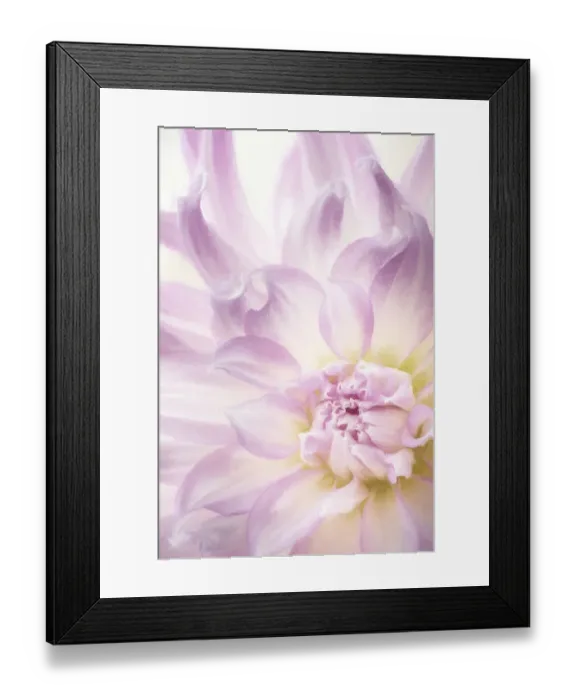 Framed Print : USA, Washington, Seabeck. Dahlia blossom close-up Framed Print : USA, Washington, Seabeck. Dahlia blossom close-up