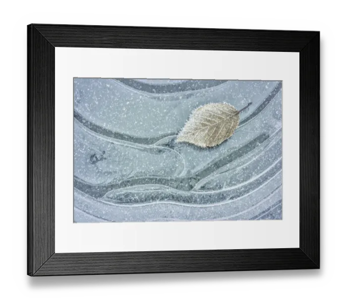 Framed Print : USA, Washington, Seabeck. Frosty maple leaf on ice Framed Print : USA, Washington, Seabeck. Frosty maple leaf on ice