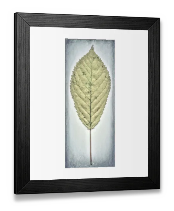 Framed Print : USA, Washington, Seabeck. Cherry leaf close-up Framed Print : USA, Washington, Seabeck. Cherry leaf close-up
