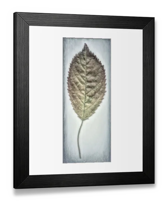 Framed Print : USA, Washington, Seabeck. Cherry leaf close-up