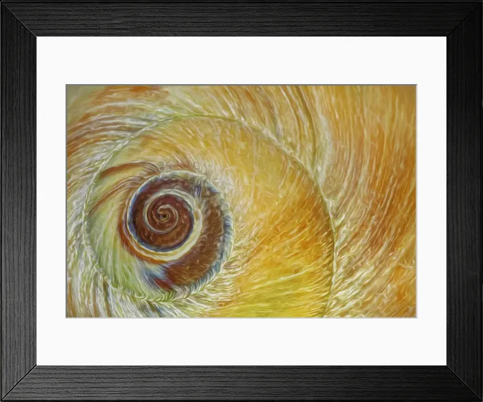 Framed Print : USA, Washington, Seabeck. Abstract of moon snail shell close-up Framed Print : USA, Washington, Seabeck. Abstract of moon snail shell close-up