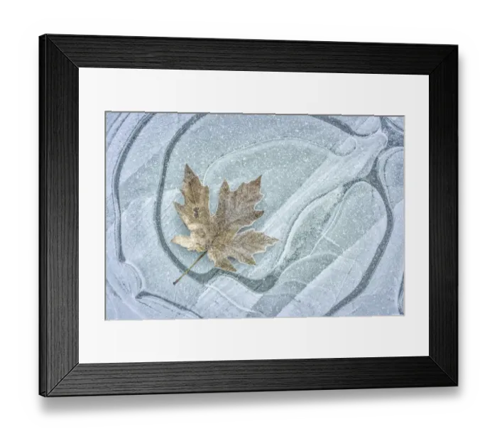 Framed Print : USA, Washington, Seabeck. Frosty maple leaf on ice Framed Print : USA, Washington, Seabeck. Frosty maple leaf on ice