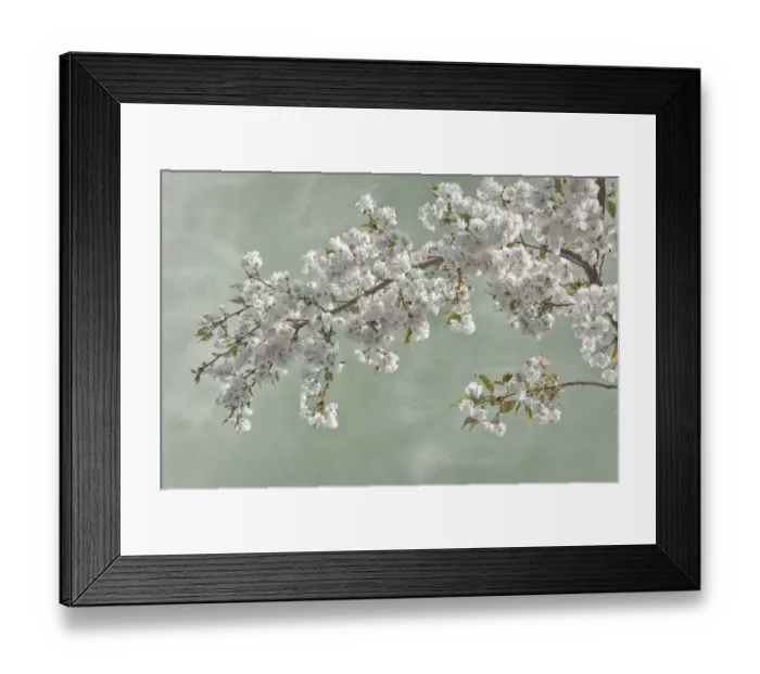 Framed Print : USA, Washington, Seabeck. Cherry tree blossoms in spring Framed Print : USA, Washington, Seabeck. Cherry tree blossoms in spring