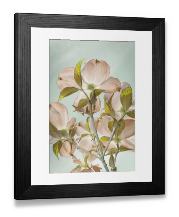 Framed Print : USA, Washington, Seabeck. Colorized pink dogwood blossoms