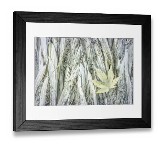 Framed Print : USA, Washington, Seabeck. Maple leaf on Japanese forest grass in autumn. Credit as Framed Print : USA, Washington, Seabeck. Maple leaf on Japanese forest grass in autumn. Credit as