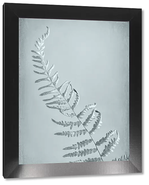 USA, Washington, Seabeck. Bracken fern abstract