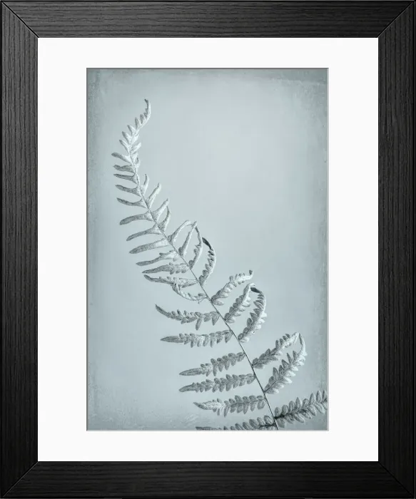 Framed Print : USA, Washington, Seabeck. Bracken fern abstract