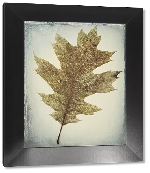 USA, Washington, Seabeck. Oak leaf close-up