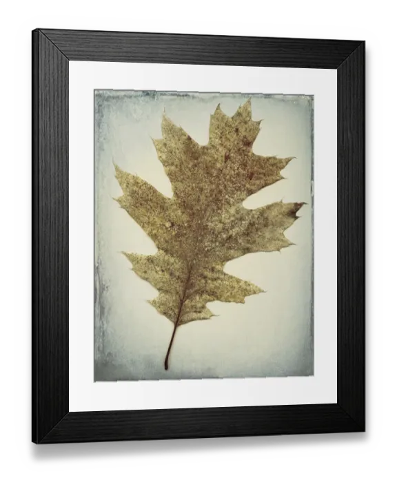 Framed Print : USA, Washington, Seabeck. Oak leaf close-up Framed Print : USA, Washington, Seabeck. Oak leaf close-up