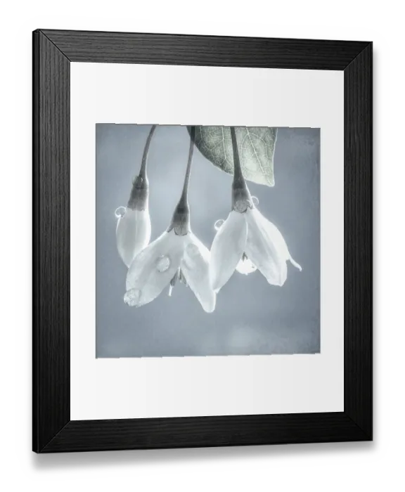 Framed Print : USA, Washington, Silverdale. Japanese snowbell tree blossoms Framed Print : USA, Washington, Silverdale. Japanese snowbell tree blossoms