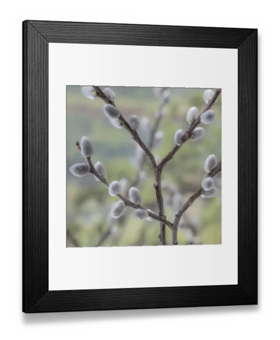 Framed Print : USA, Washington, Seabeck. Close-up of pussy willows Framed Print : USA, Washington, Seabeck. Close-up of pussy willows