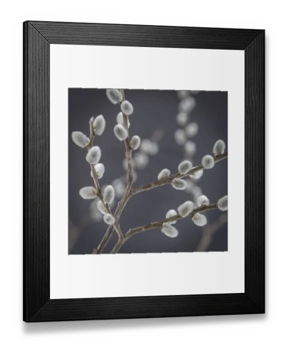 Framed Print : USA, Washington, Seabeck. Close-up of pussy willows