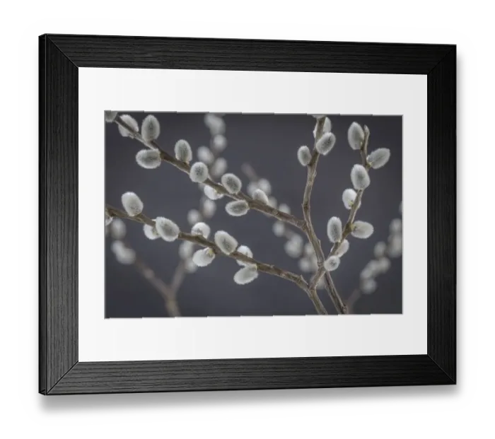 Framed Print : USA, Washington, Seabeck. Close-up of pussy willows Framed Print : USA, Washington, Seabeck. Close-up of pussy willows