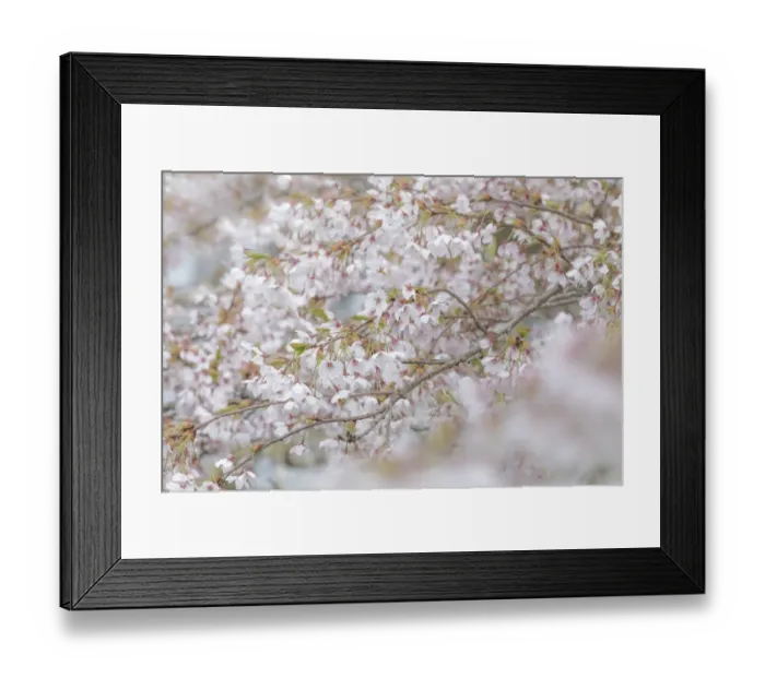 Framed Print : USA, Washington, Seabeck. Cherry tree blossoms Framed Print : USA, Washington, Seabeck. Cherry tree blossoms