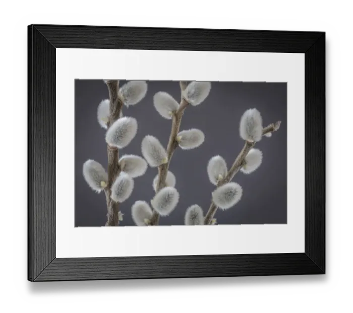 Framed Print : USA, Washington, Seabeck. Close-up of pussy willows Framed Print : USA, Washington, Seabeck. Close-up of pussy willows