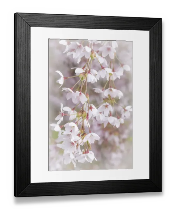 Framed Print : USA, Washington, Seabeck. Cherry tree blossoms close-up