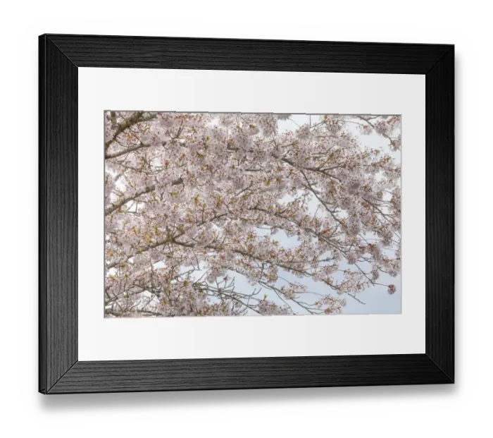 Framed Print : USA, Washington, Seabeck. Cherry tree blossoms Framed Print : USA, Washington, Seabeck. Cherry tree blossoms