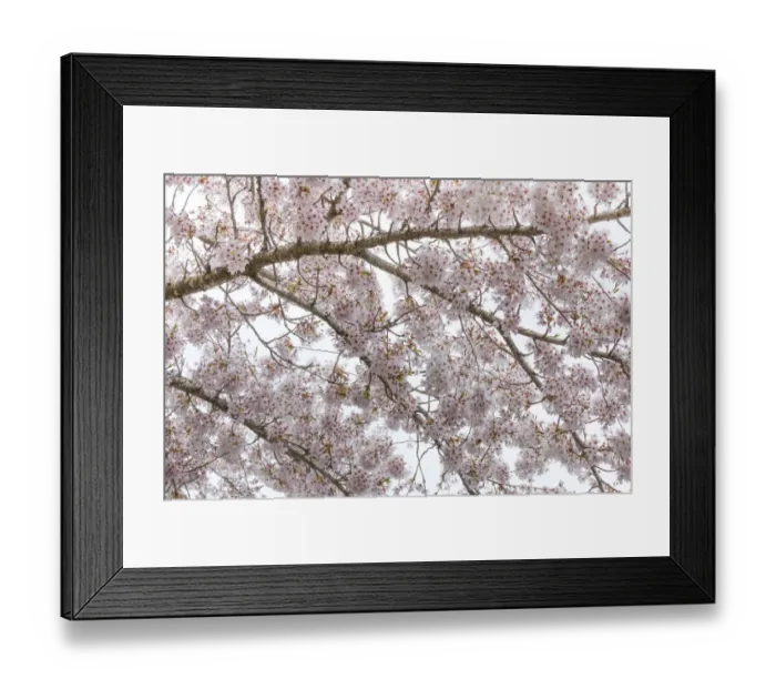 Framed Print : USA, Washington, Seabeck. Cherry tree blossoms