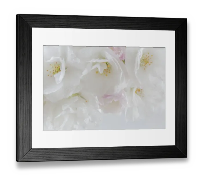 Framed Print : USA, Washington, Seabeck. Cherry tree blossoms close-up