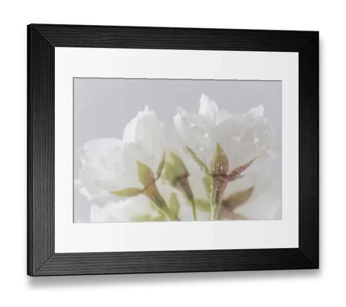Framed Print : USA, Washington, Seabeck. Cherry blossoms close-up Framed Print : USA, Washington, Seabeck. Cherry blossoms close-up