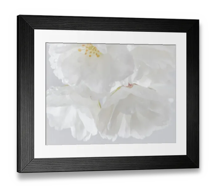Framed Print : USA, Washington, Seabeck. Cherry blossoms close-up